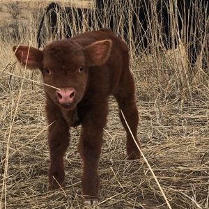 Meet your Posher, Garrett